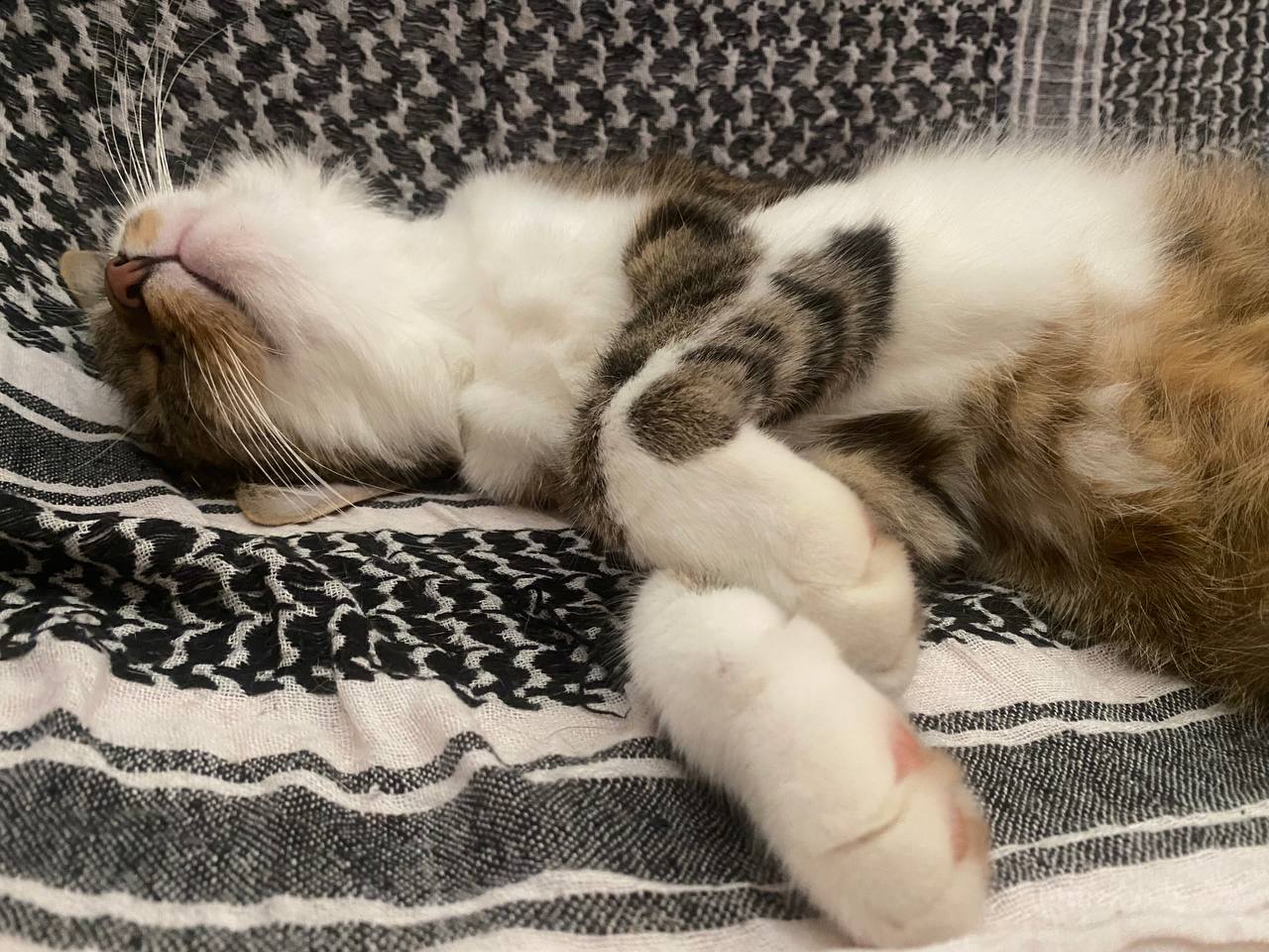 Die Assistentin: Amy Langs Katze schläft im Studio